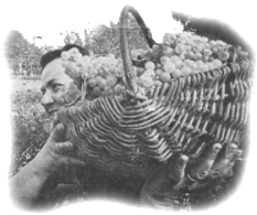 uva cesto.gif (43913 byte)